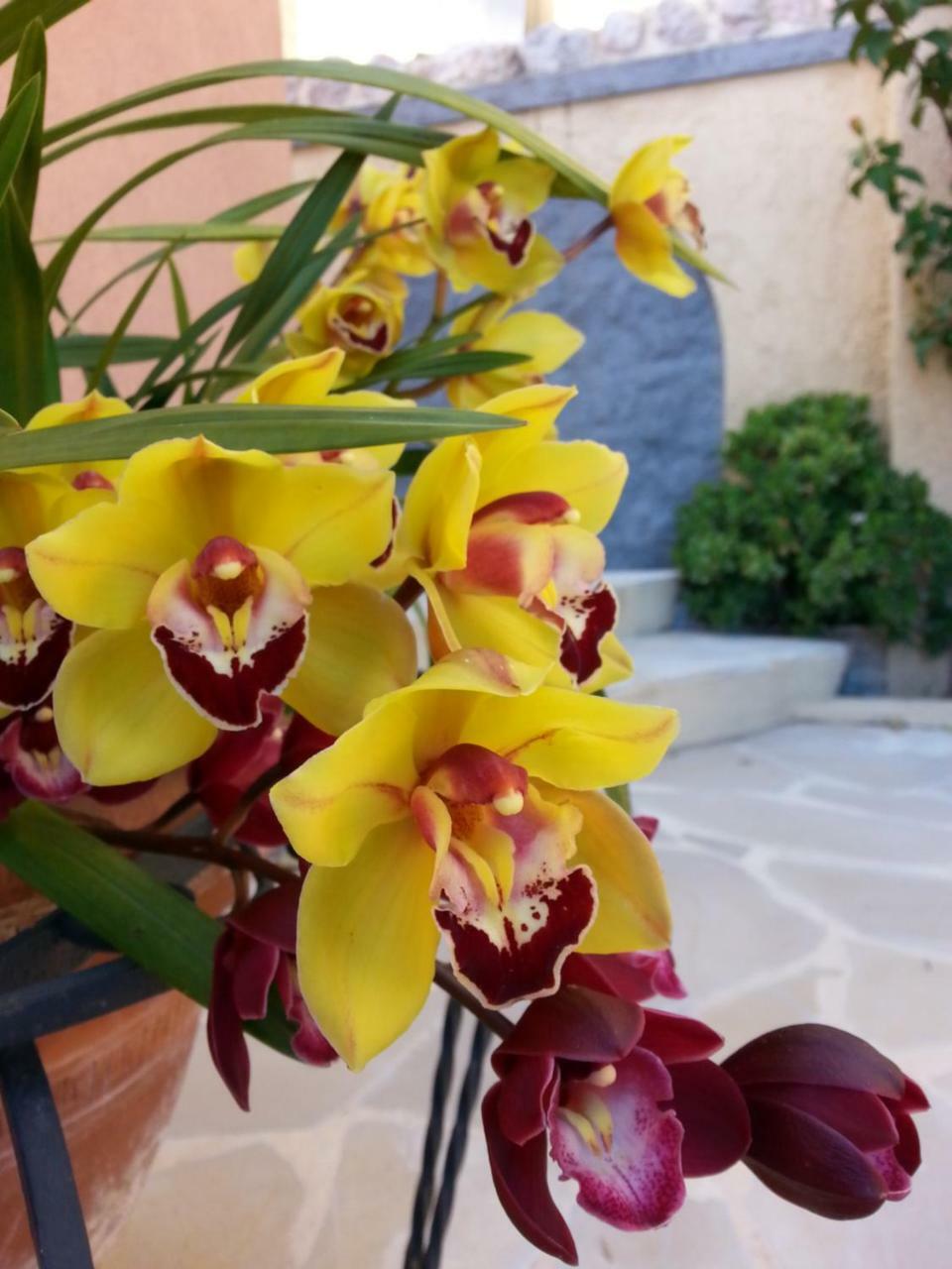 Les Citronniers D'Azur Villa Menton Exterior photo